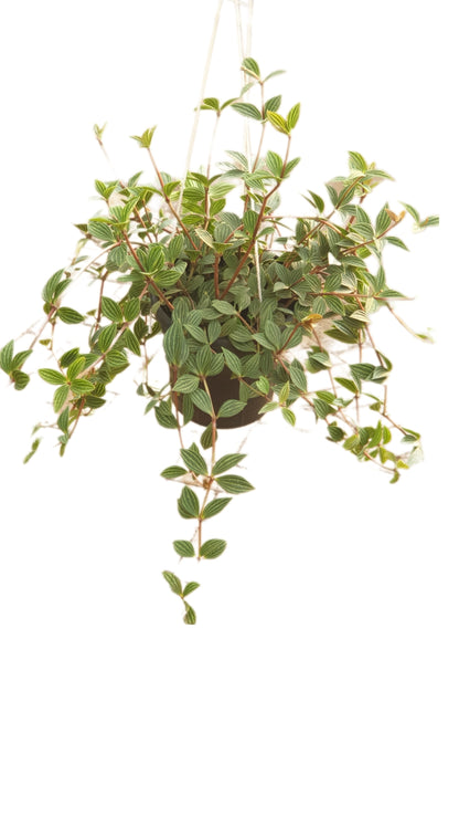 Pepperomia Tetragona