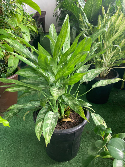 Chinese evergreen