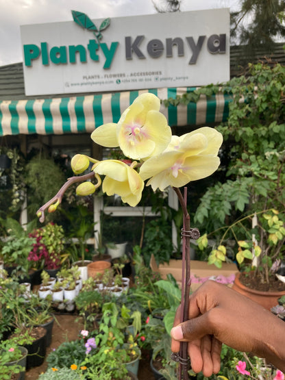 Orchids