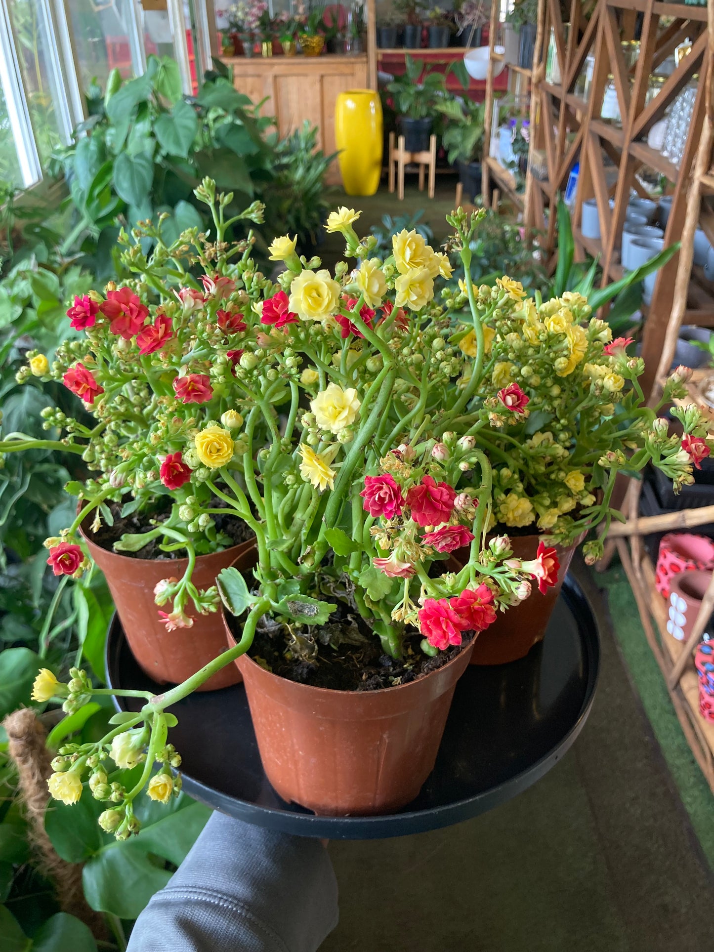 Kalanchoe