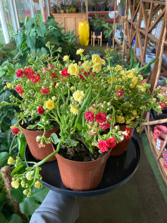Kalanchoe