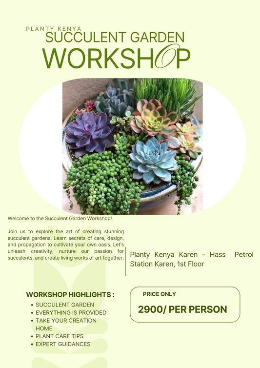Succulent Garden Workshop