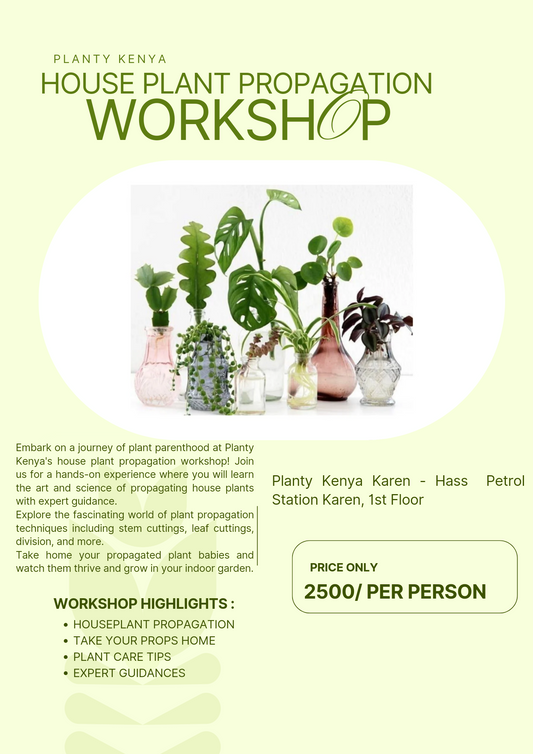 Houseplant Propagation Workshop