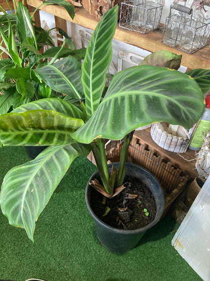Maranta leuconeura