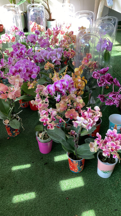 Orchids