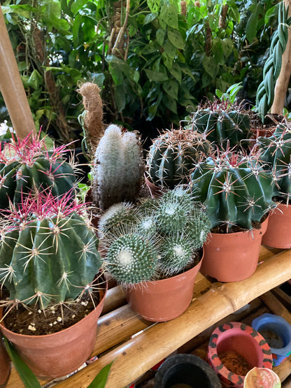 Natures Suprise Large Cacti