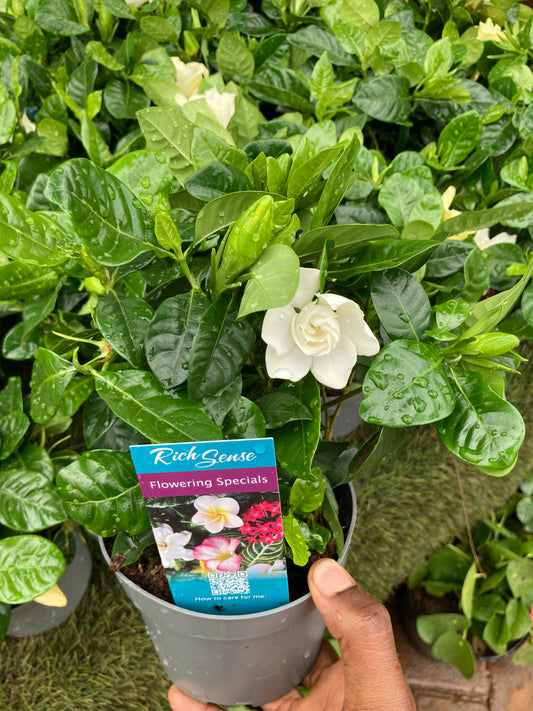 Exotic Gardenia