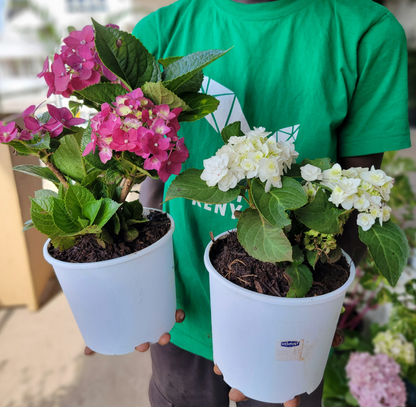 Hydrangea