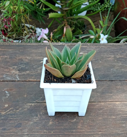 Succulent in Square planter single