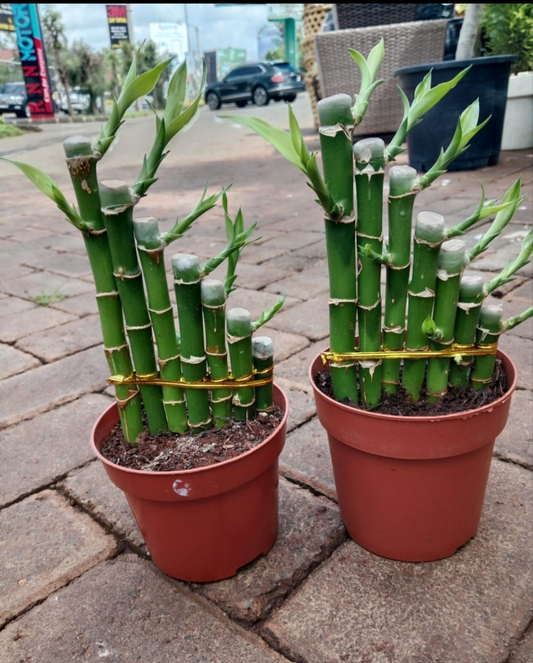 Lucky bamboo - Potted