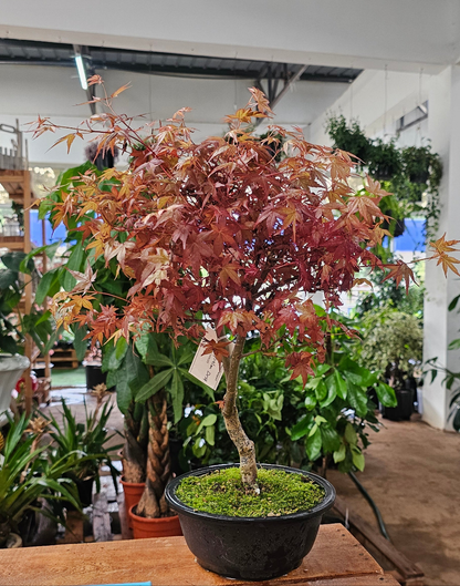 Japanese Maple Bonsai