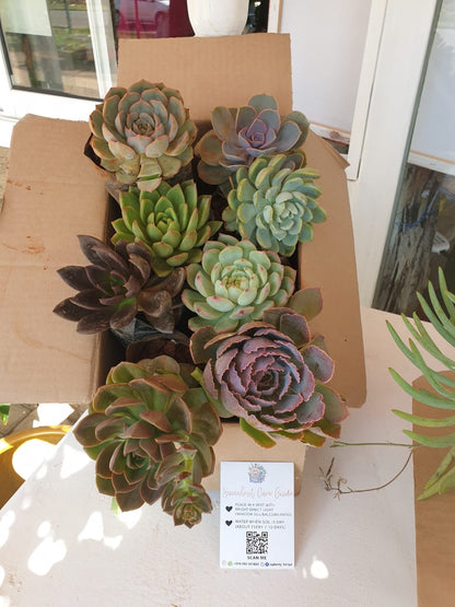 10 Pack Offer Unpotted Succulents