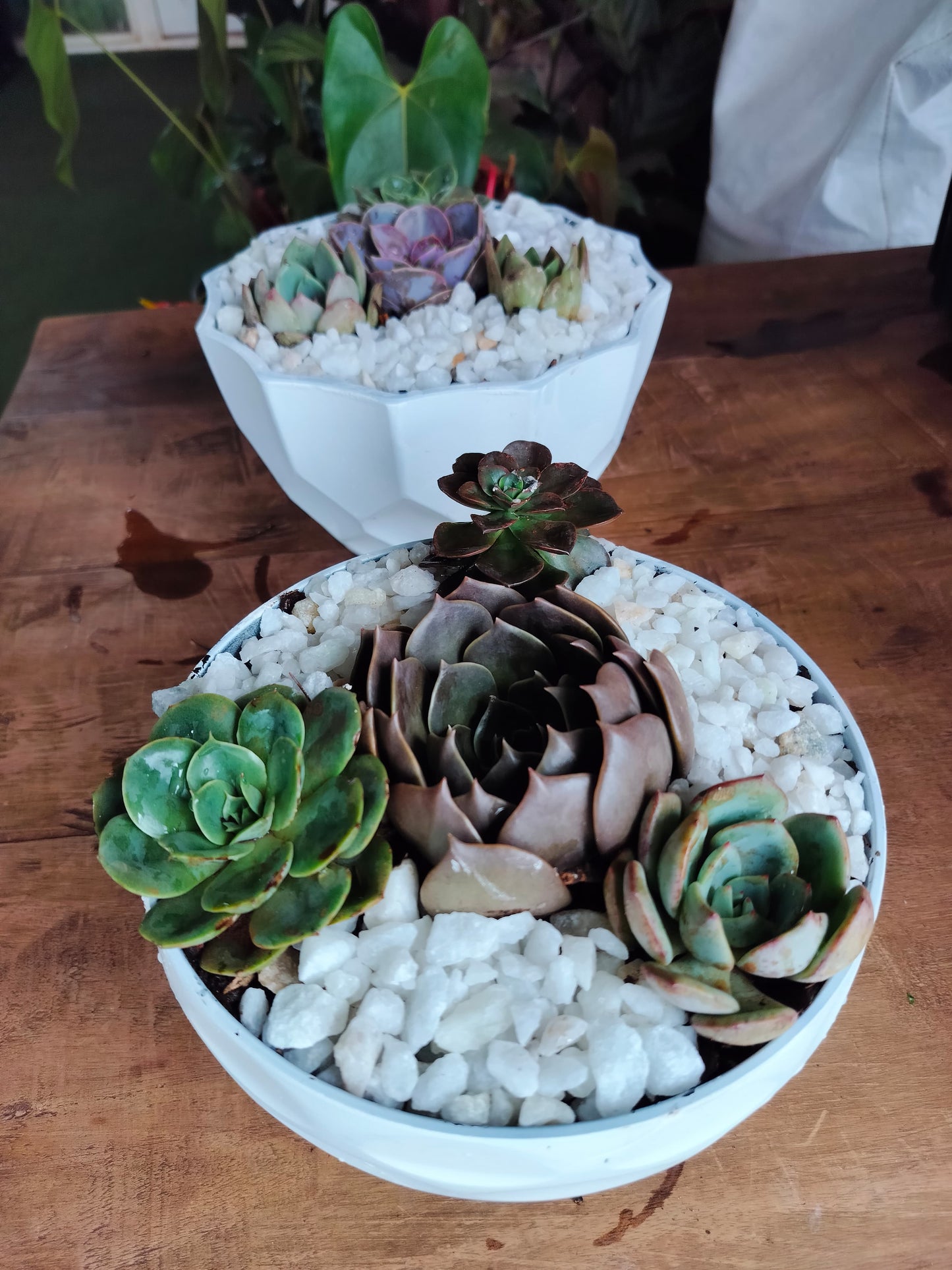 Succulent Garden