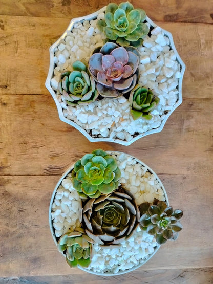 Succulent Garden