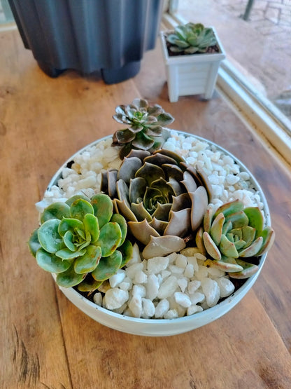 Succulent Garden