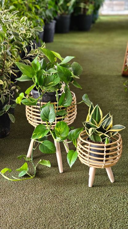 Rattan Wicker Stands