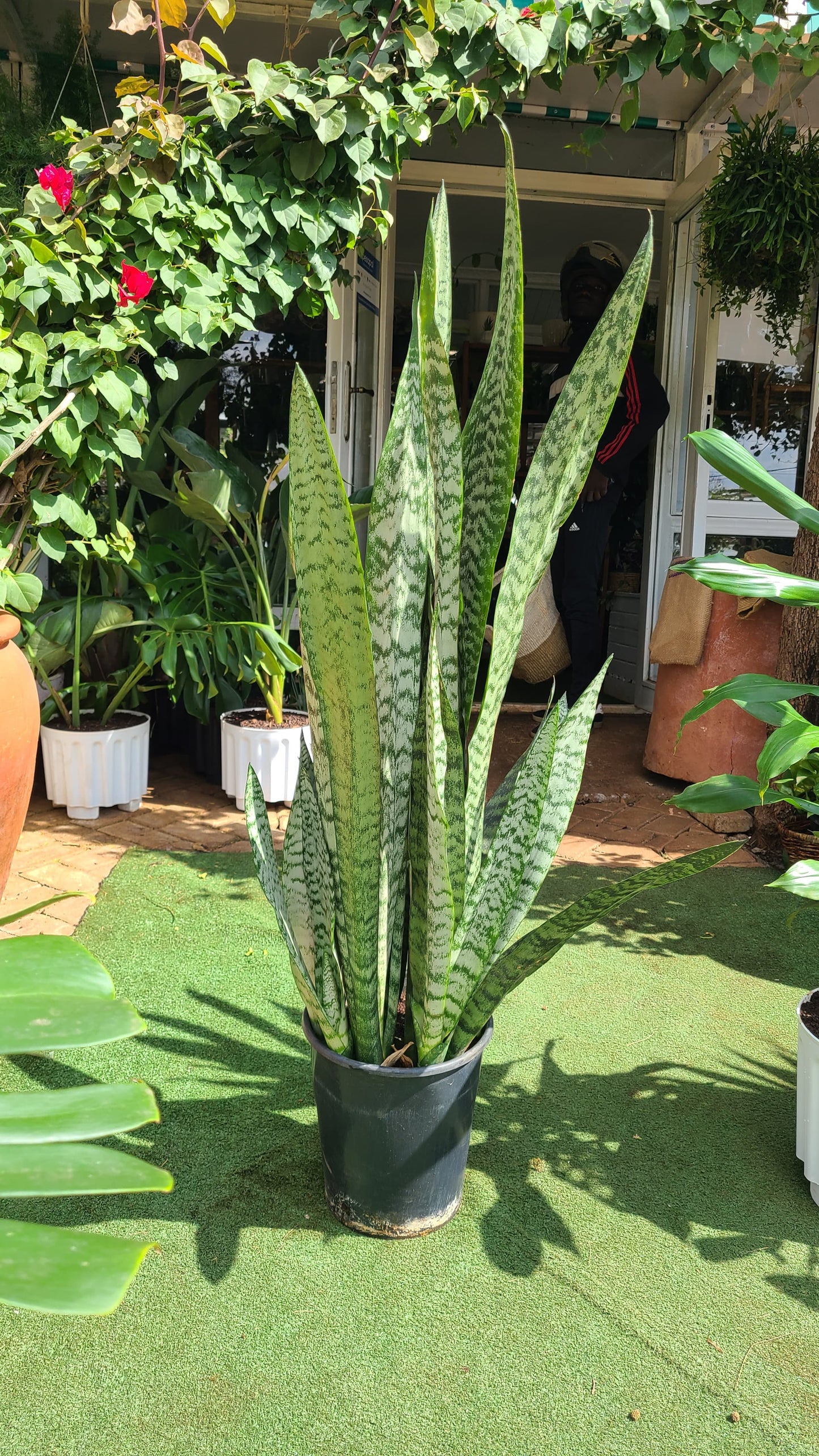 Large Snake Plant Green Leaves