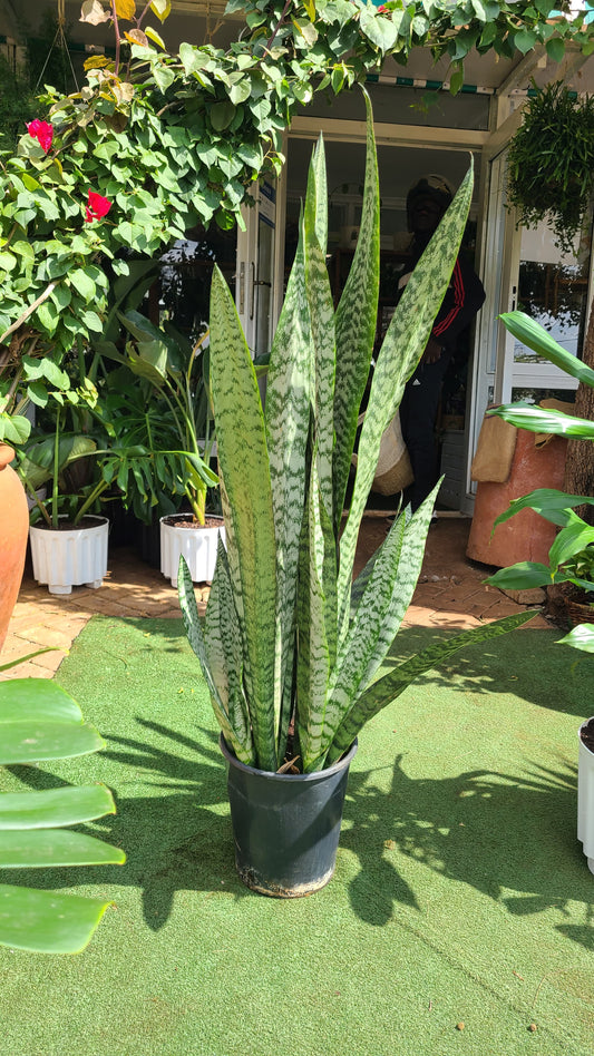 Large Snake Plant Green Leaves