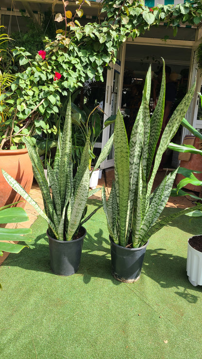 Large Snake Plant Green Leaves