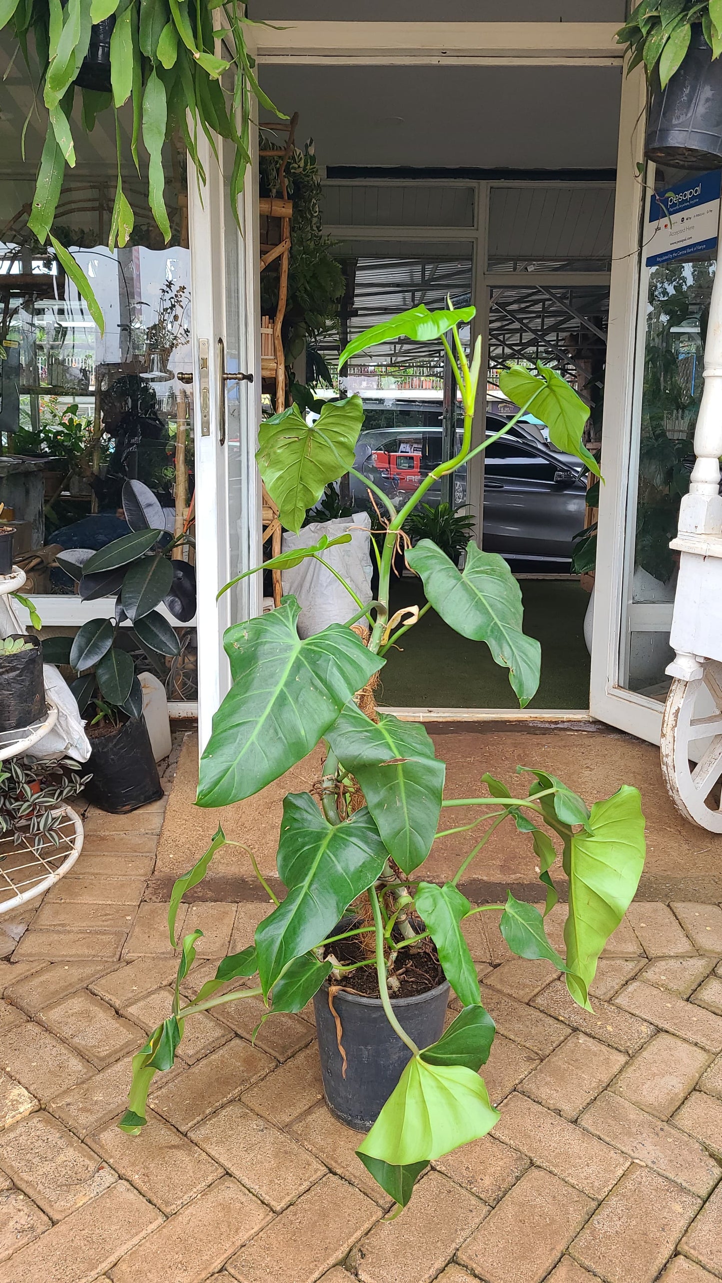 Philodendron Elephant Ears