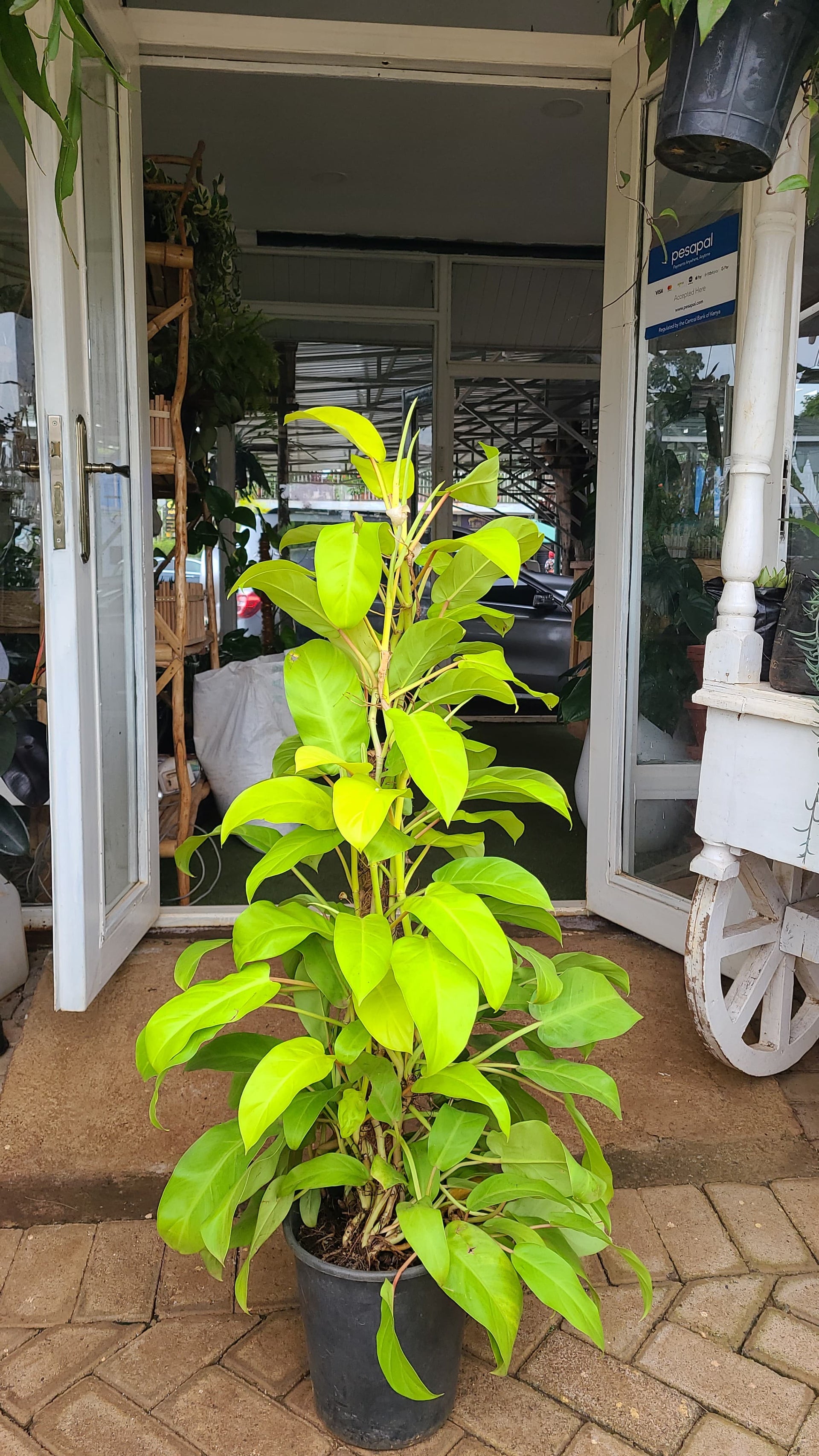 Philodendron Lemon Lime Erubescens 'Gold' – Planty Kenya