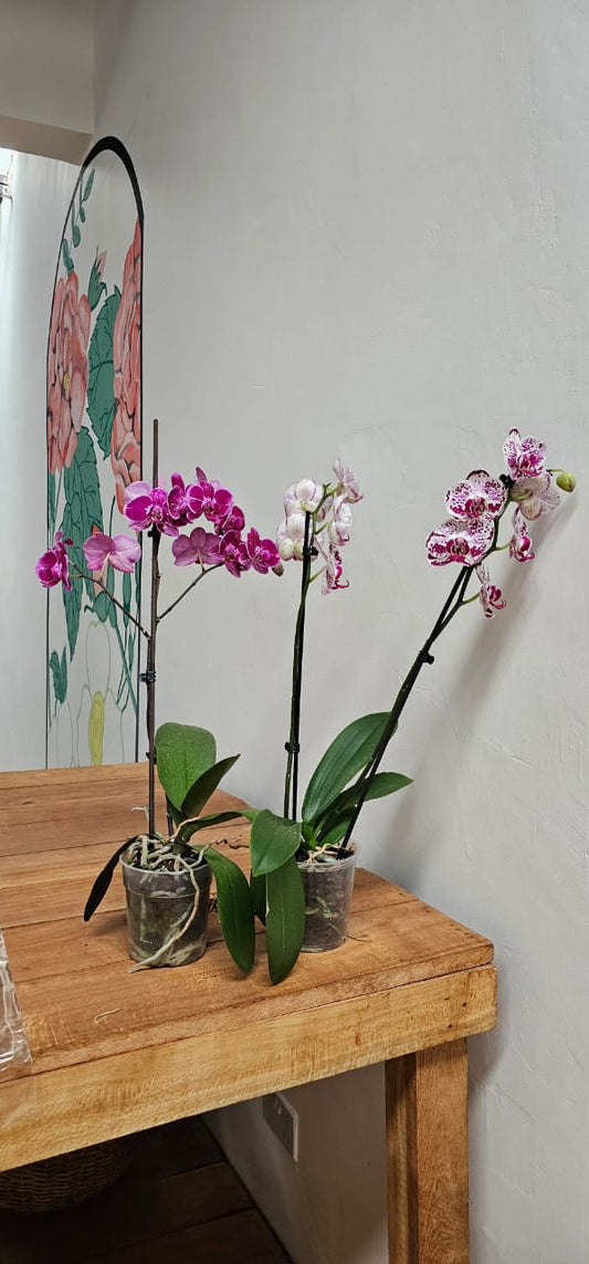 Phalaenopsis Orchid (Moth Orchid)