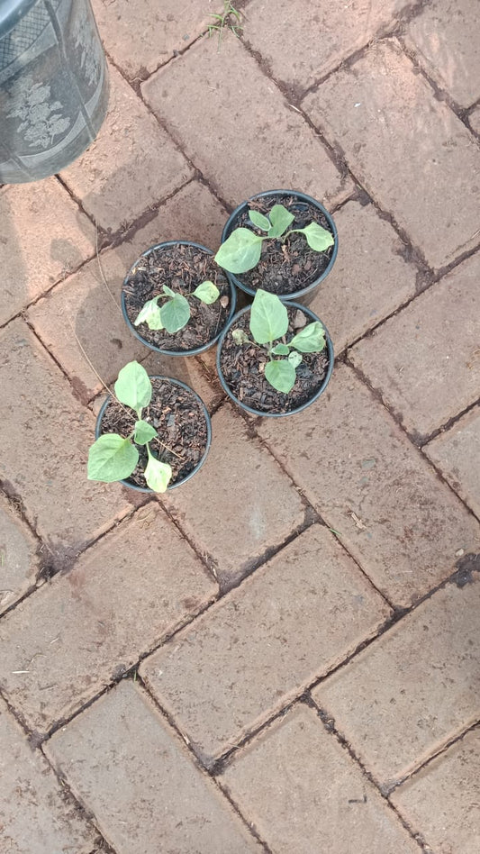 Egg Plant