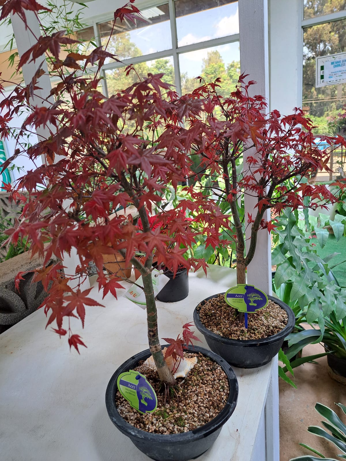 bonsai tree kenya Japanese Maple Bonsai – Planty Kenya