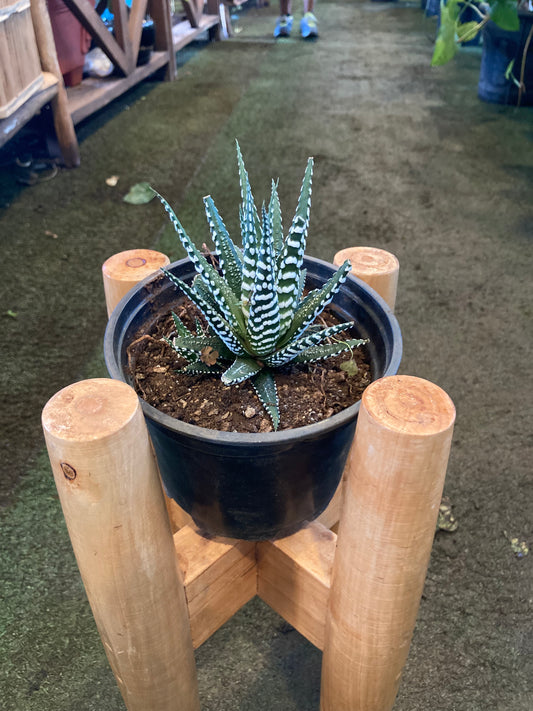 Haworthia (OFFER)