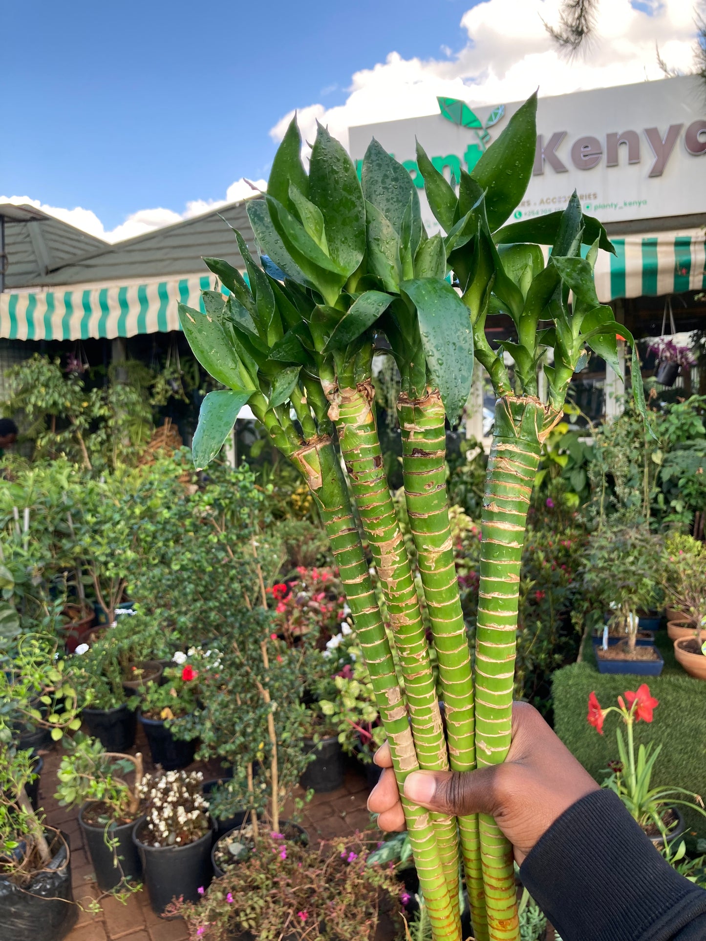 Dragon Lucky Bamboo (OFFER)