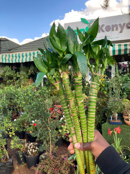 Dragon Lucky Bamboo (OFFER)