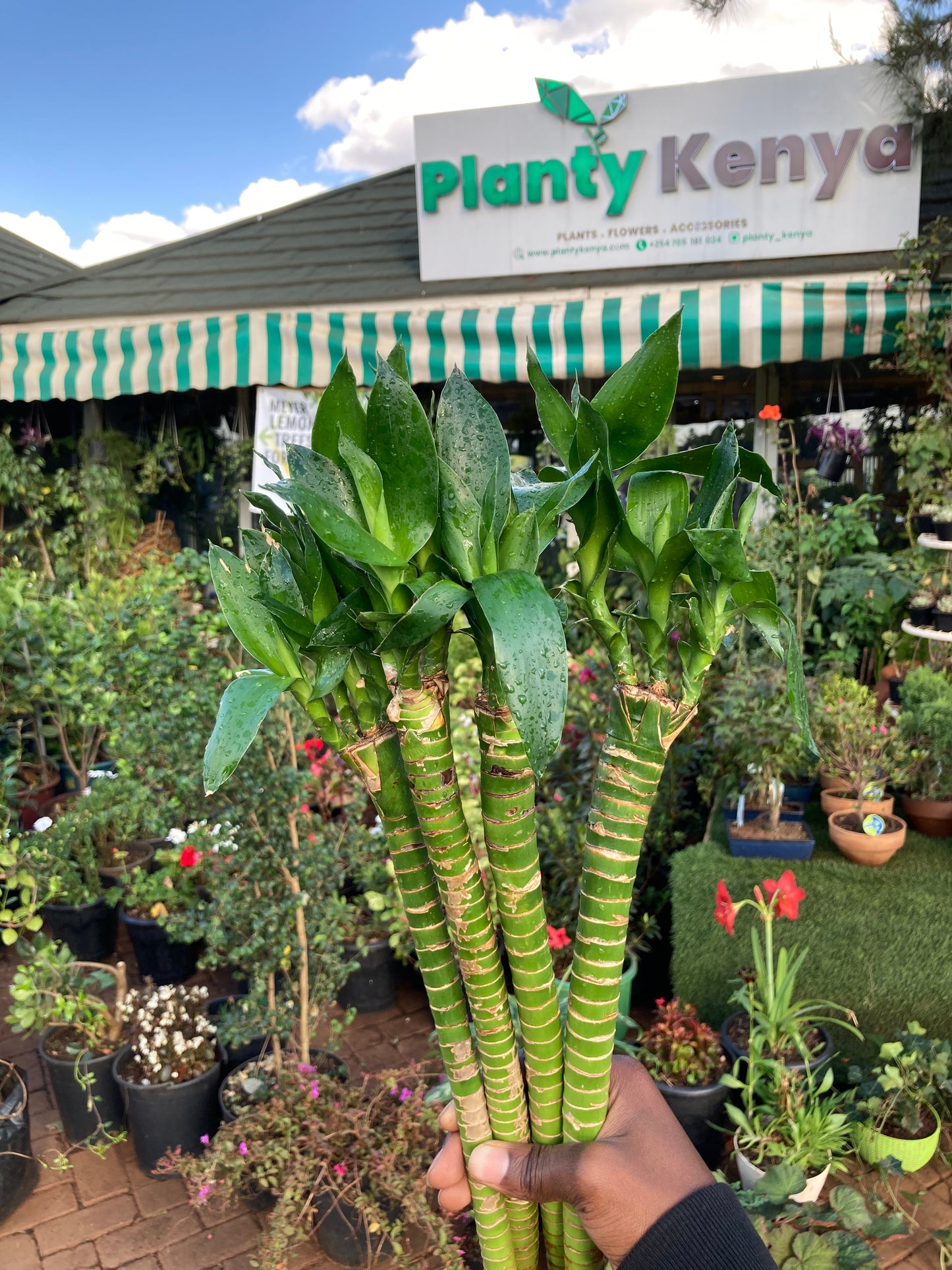 Dragon Lucky Bamboo (OFFER)