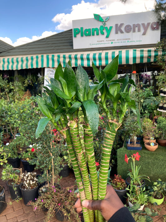 Dragon Lucky Bamboo (OFFER)