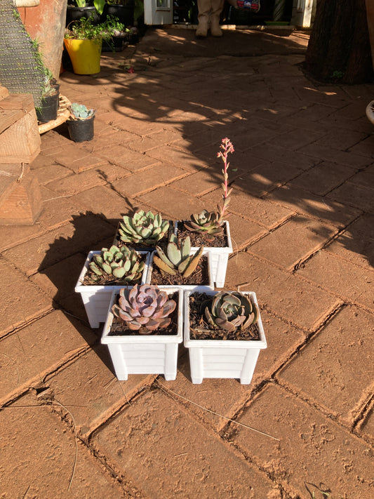6 pack succulent (OFFER)