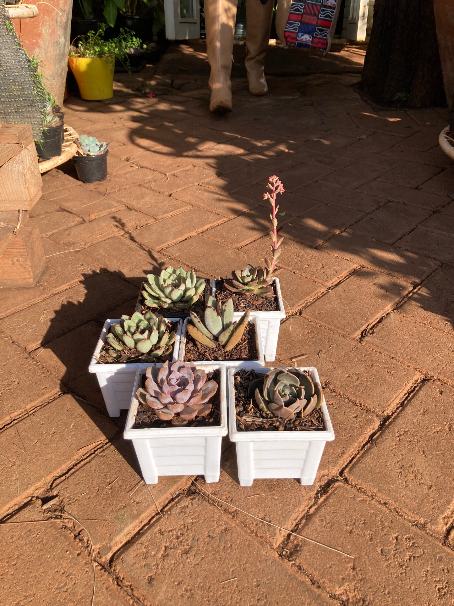 6 pack succulent (OFFER)