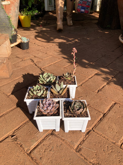 6 pack succulent (OFFER)