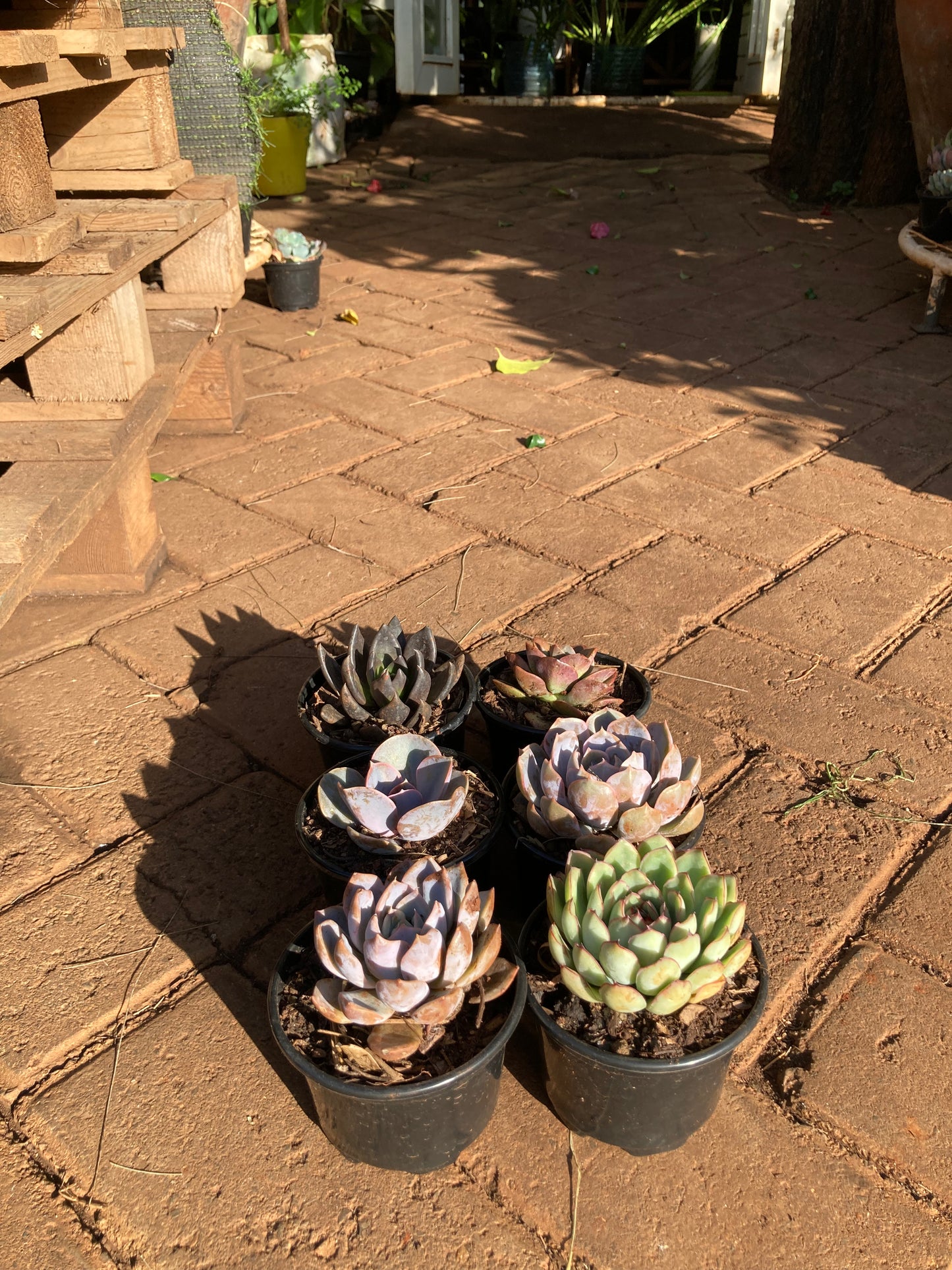 6 pack succulent (OFFER)