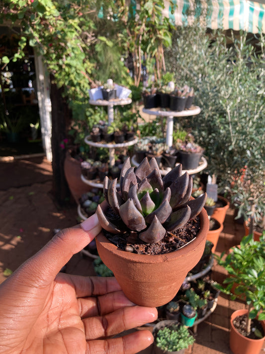 Teracotta in small succulents