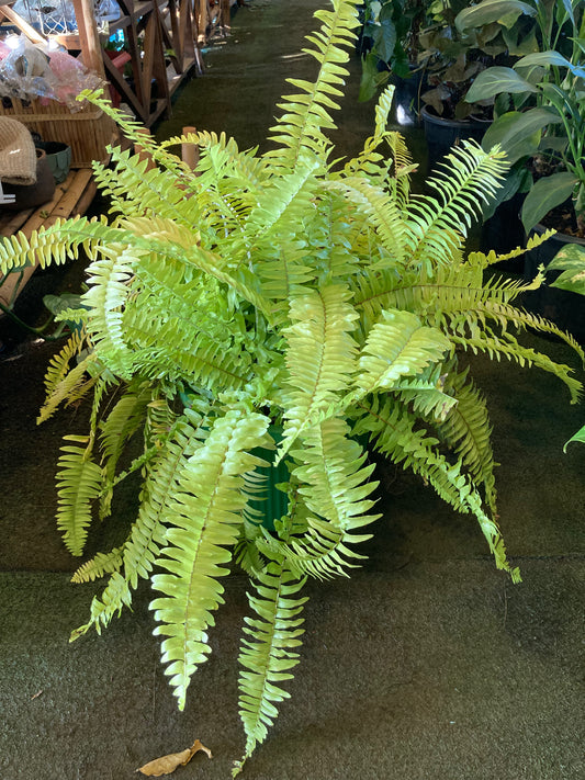 Neon Fern(OFFER)