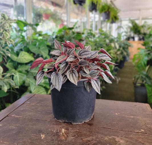 Peperomia Caperata 'Rosso