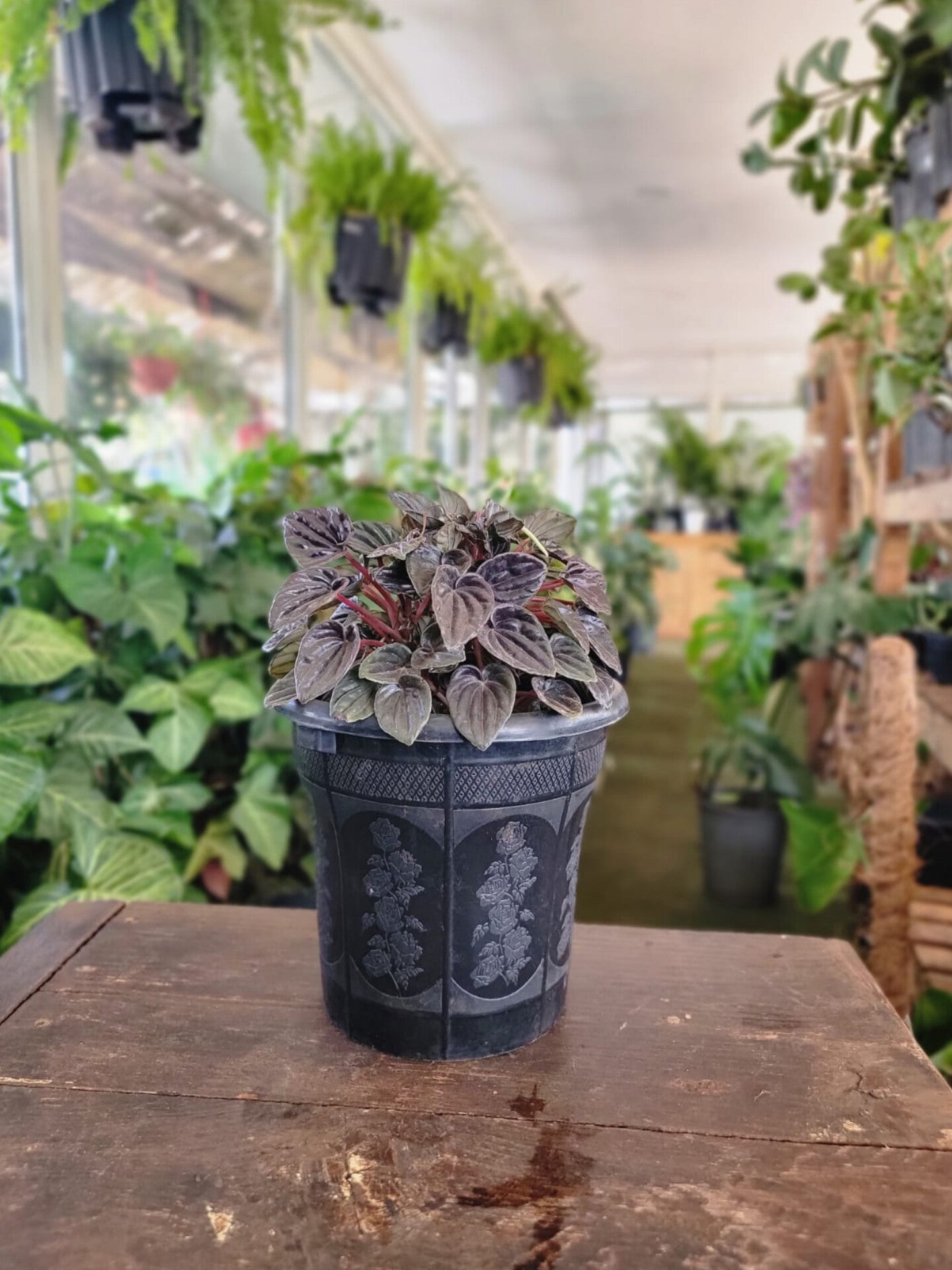 Peperomia Caperata 'Luna Red'