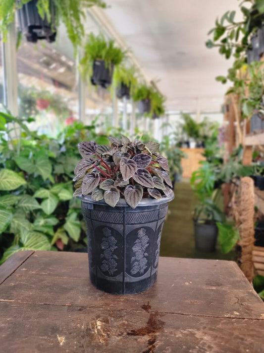 Peperomia Caperata 'Luna Red'