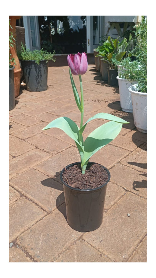 Tulips Potted