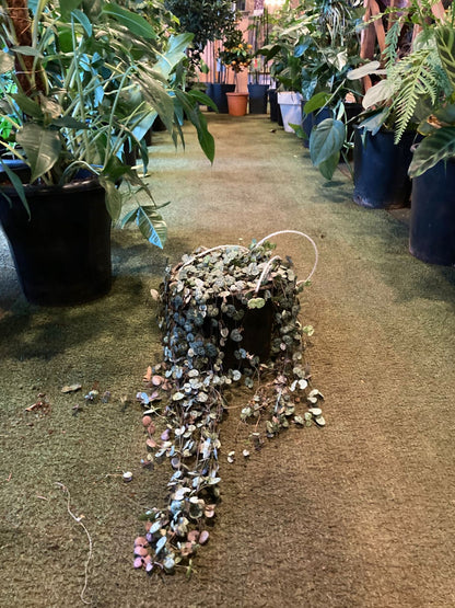 String of hearts