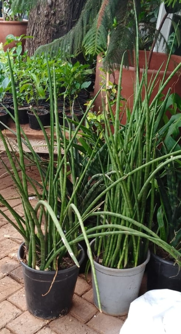 Needle Snake Plants