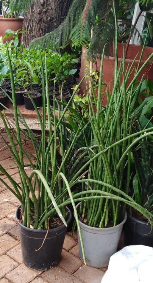 Needle Snake Plants