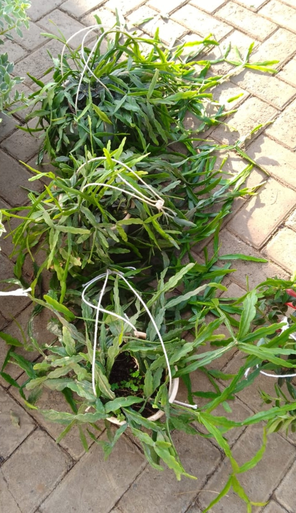 Hanging Christmas Cactus