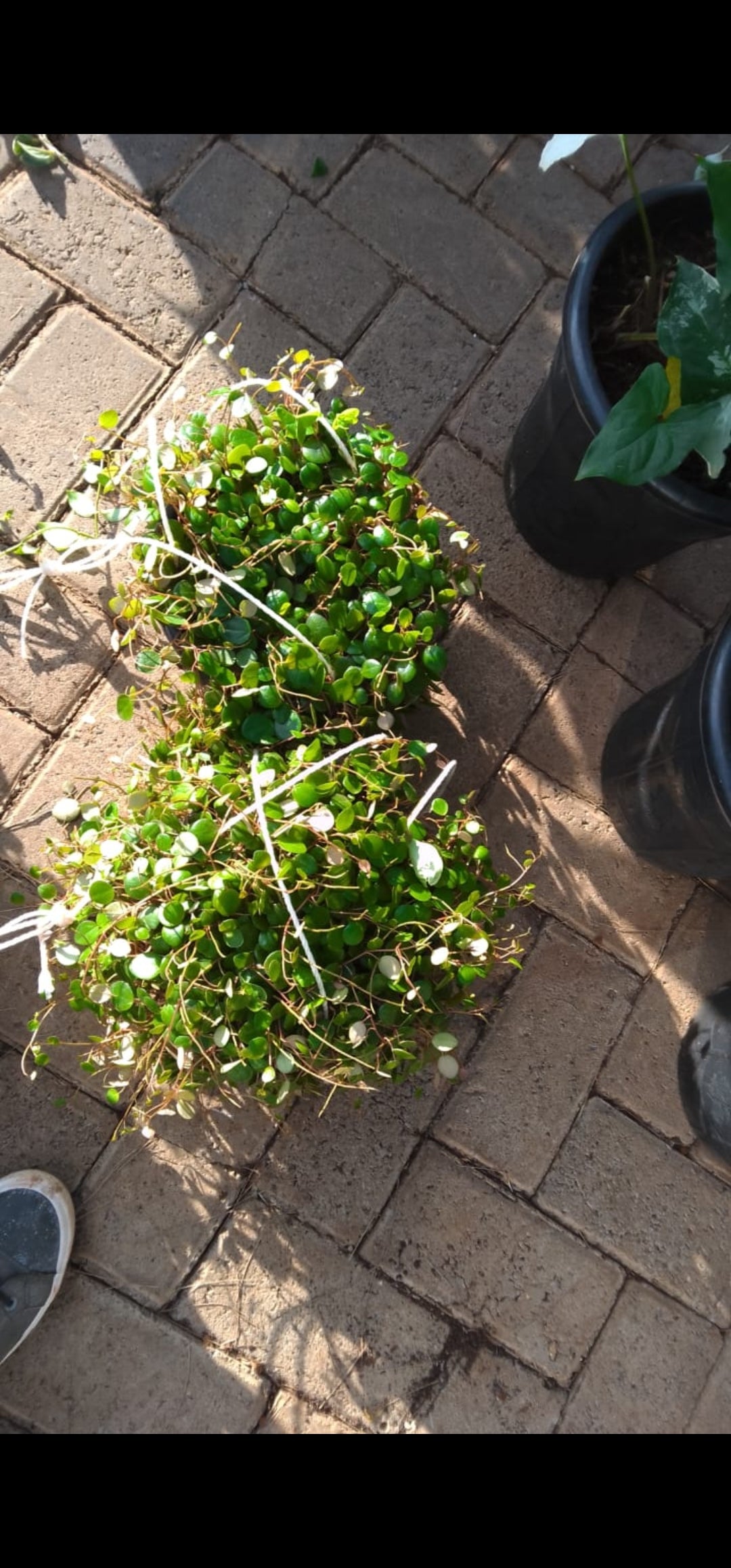 Coin Hanging Plant