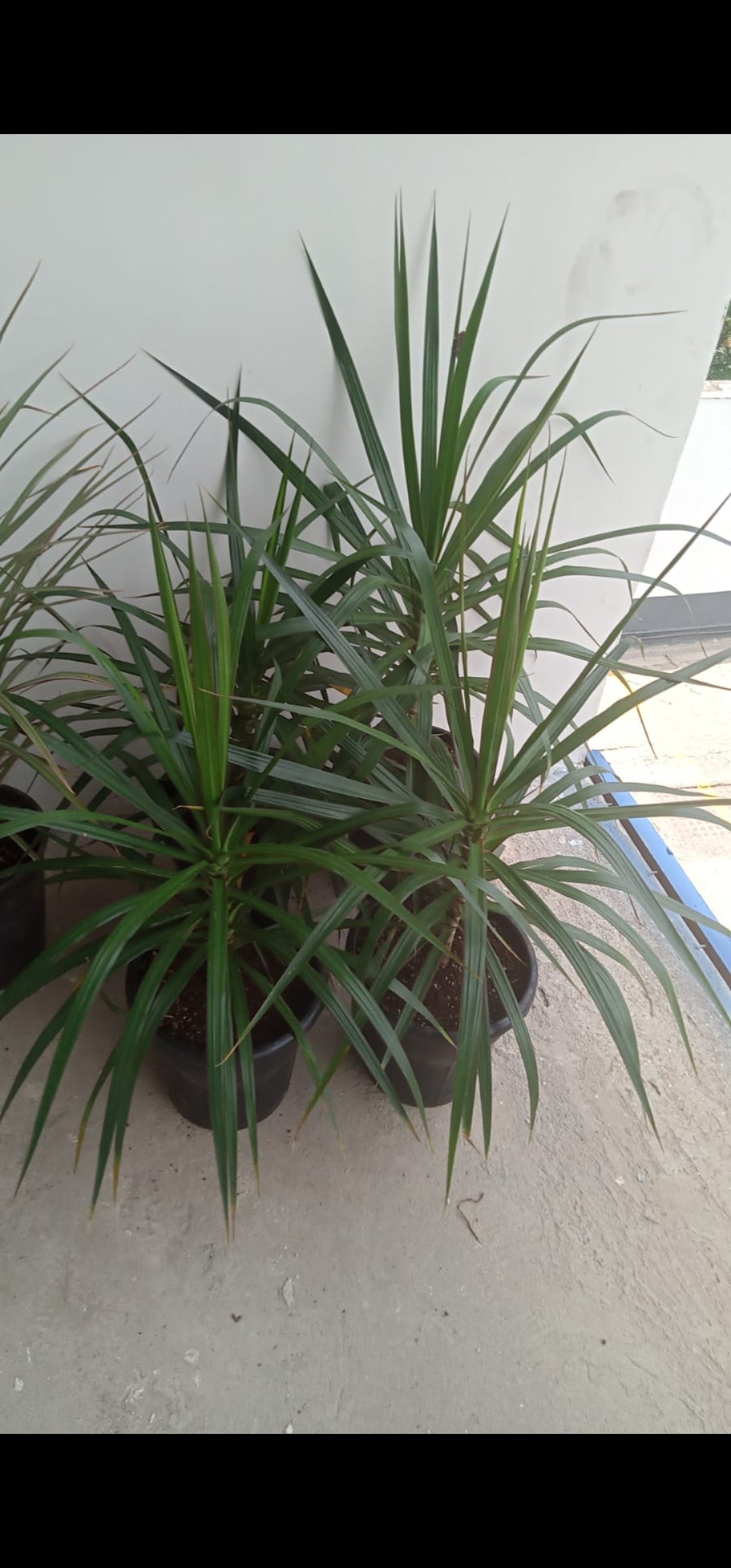 Dracaena Marginata Green – Planty Kenya