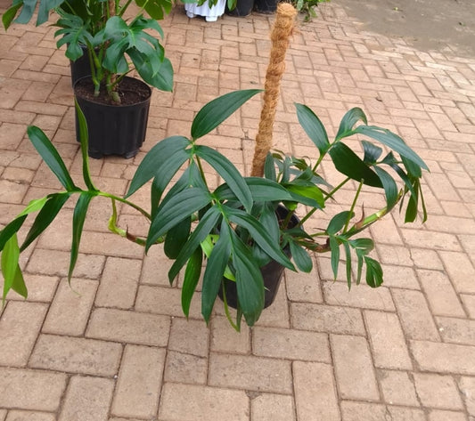 Monstera Subpinnata